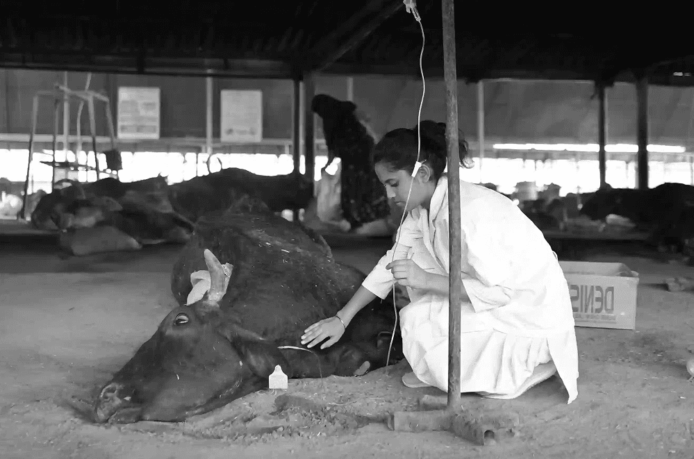 Gau Seva Cow Care
